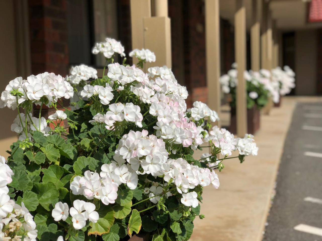 Elm Tree Motel Warrnambool Luaran gambar